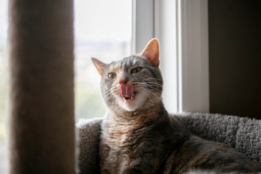 🧬 O que são Nutraceuticos? Entenda como eles contribuem para a saúde dos pets