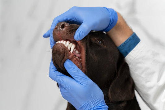 ArticPet: o cuidado natural e eficaz para a saúde bucal dos pets