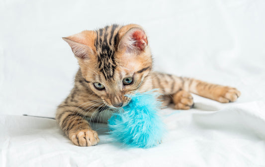 🐱 10 Curiosidades Sobre Gatos Que Você Provavelmente Não Sabia