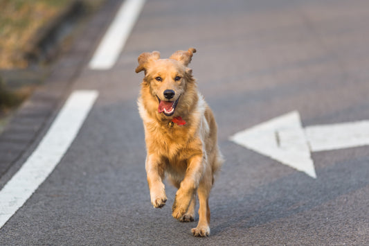 🐶 10 Curiosidades sobre Cães que Vão te Surpreender