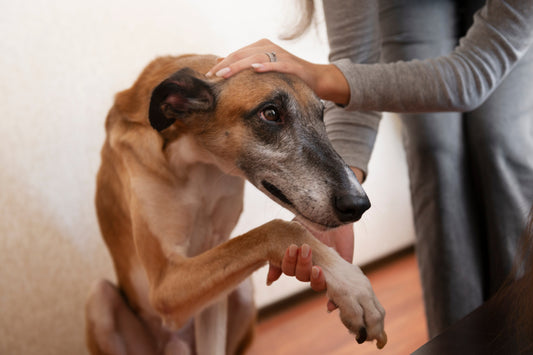 🐶🐱 Você anda estressado? Seu pet sente isso também!