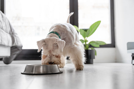 Por que a suplementação é essencial para cães e gatos?