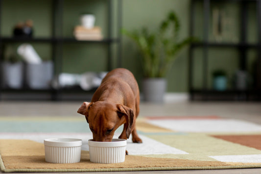 A Importância da Suplementação na Alimentação Natural (Caseira) para Pets