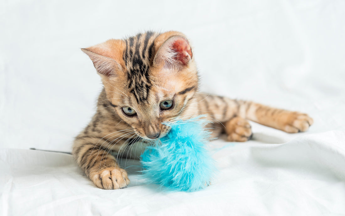 🐱 10 Curiosidades Sobre Gatos Que Você Provavelmente Não Sabia